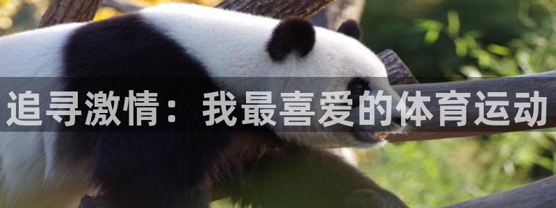 抖球体育app手机版免费：追寻激情：我最喜爱的体育运动